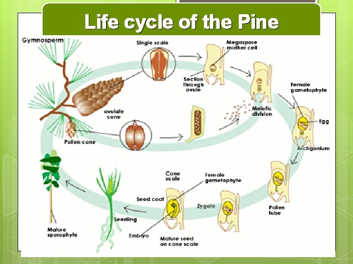 Life cycle of the Pine 