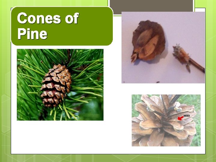 Cones of Pine 