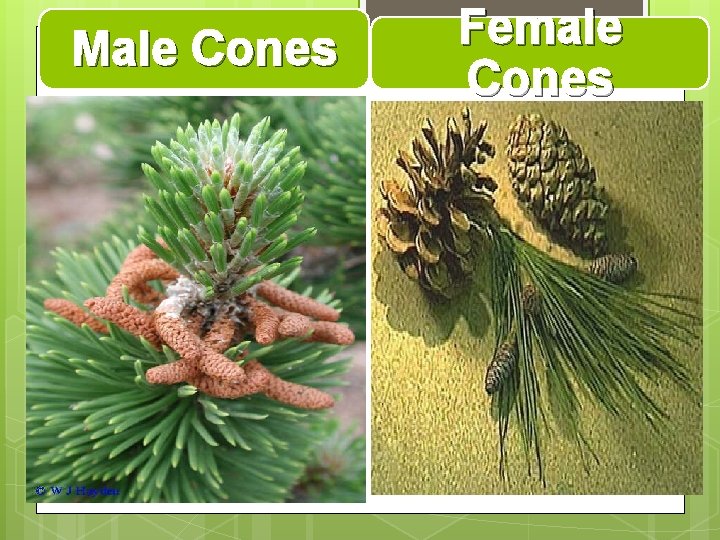 Male Cones Female Cones 