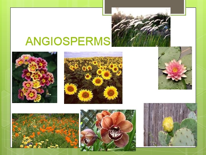 ANGIOSPERMS 