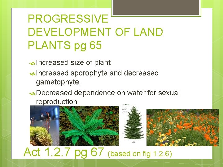PROGRESSIVE DEVELOPMENT OF LAND PLANTS pg 65 Increased size of plant Increased sporophyte and