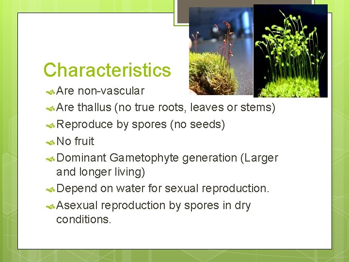 Characteristics Are non-vascular Are thallus (no true roots, leaves or stems) Reproduce by spores