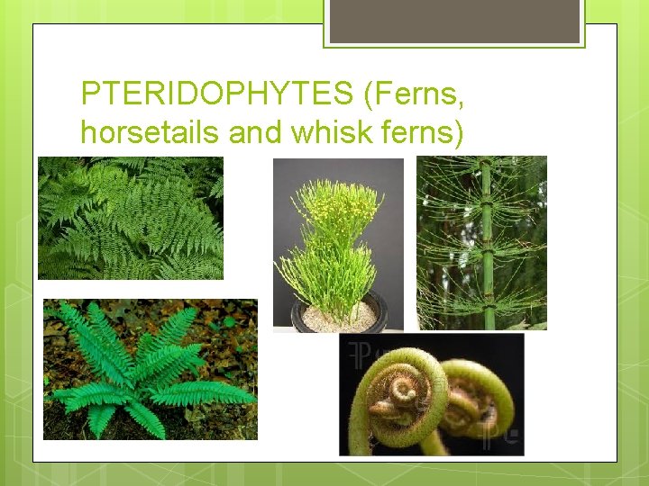 PTERIDOPHYTES (Ferns, horsetails and whisk ferns) 
