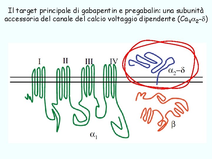 Il target principale di gabapentin e pregabalin: una subunità accessoria del canale del calcio