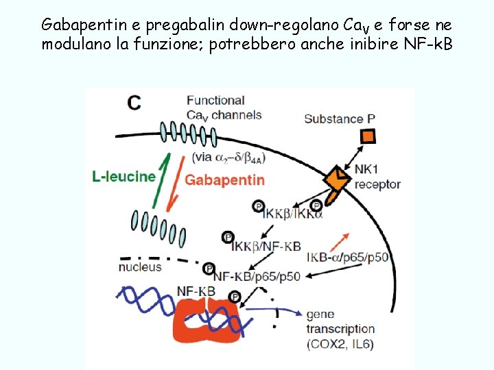 Gabapentin e pregabalin down-regolano Ca. V e forse ne modulano la funzione; potrebbero anche