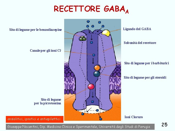 RECETTORE GABAA Sito di legame per le benzodiazepine Ligando del GABA Subunità del recettore