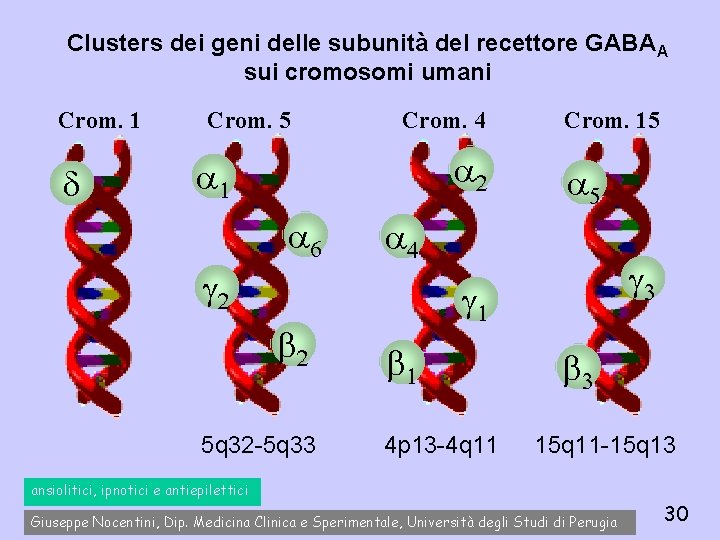 Clusters dei geni delle subunità del recettore GABAA sui cromosomi umani Crom. 1 d