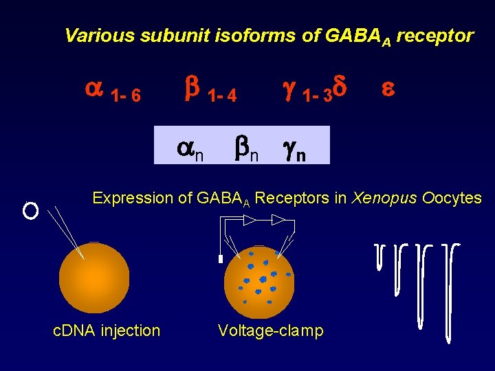 Various subunit isoforms of GABAA receptor 1 - 6 1 - 4 n 1