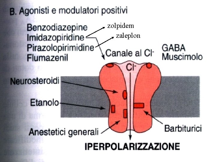 zolpidem zaleplon ansiolitici, ipnotici e antiepilettici Giuseppe Nocentini, Dip. Medicina Clinica e Sperimentale, Università