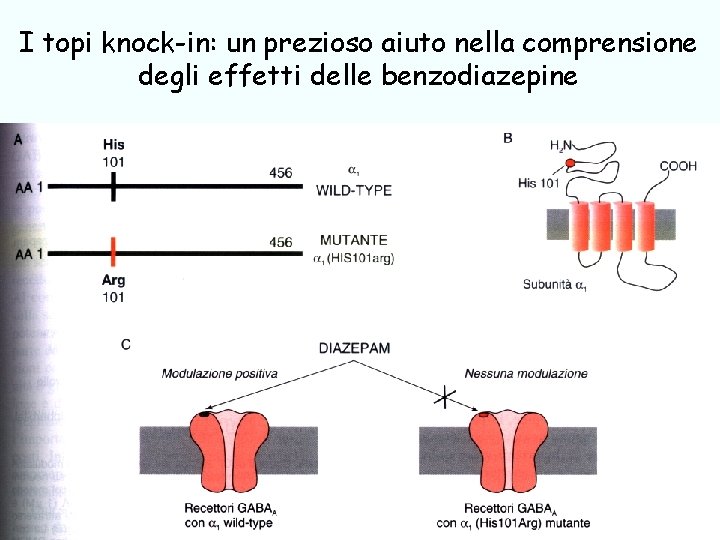 I topi knock-in: un prezioso aiuto nella comprensione degli effetti delle benzodiazepine ansiolitici, ipnotici