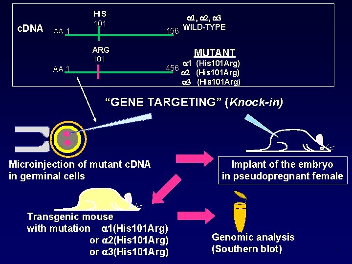 c. DNA AA 1 HIS 101 , , 456 WILD-TYPE ARG 101 MUTANT 456