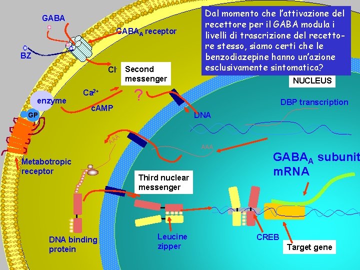 GABAA receptor BZ Cl- Second messenger enzyme GP Ca 2+ c. AMP DNA binding