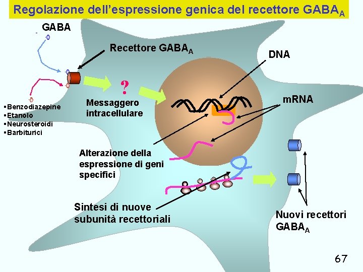 Regolazione dell’espressione genica del recettore GABAA GABA Recettore GABAA ? §Benzodiazepine §Etanolo §Neurosteroidi §Barbiturici