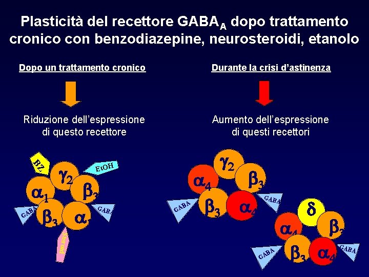 Plasticità del recettore GABAA dopo trattamento cronico con benzodiazepine, neurosteroidi, etanolo Dopo un trattamento