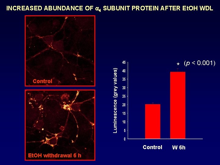 INCREASED ABUNDANCE OF SUBUNIT PROTEIN AFTER Et. OH WDL Luminescence (grey values) Control *