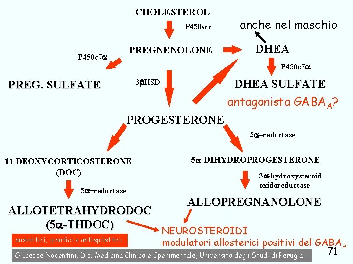 CHOLESTEROL P 450 scc P 450 c 7 anche nel maschio DHEA PREGNENOLONE P