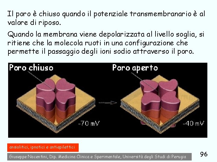 Il poro è chiuso quando il potenziale transmembranario è al valore di riposo. Quando