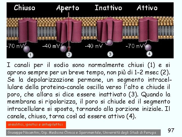 I canali per il sodio sono normalmente chiusi (1) e si aprono sempre per