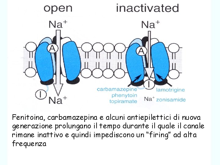 Fenitoina, carbamazepina e alcuni antiepilettici di nuova generazione prolungano il tempo durante il quale