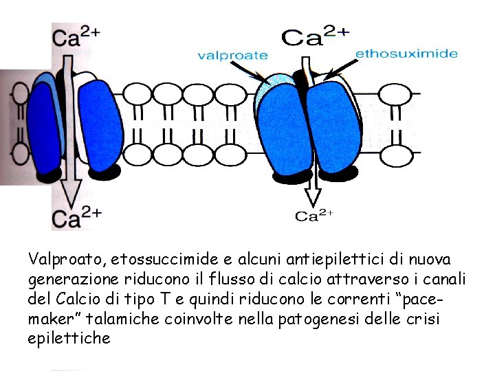 Valproato, etossuccimide e alcuni antiepilettici di nuova generazione riducono il flusso di calcio attraverso