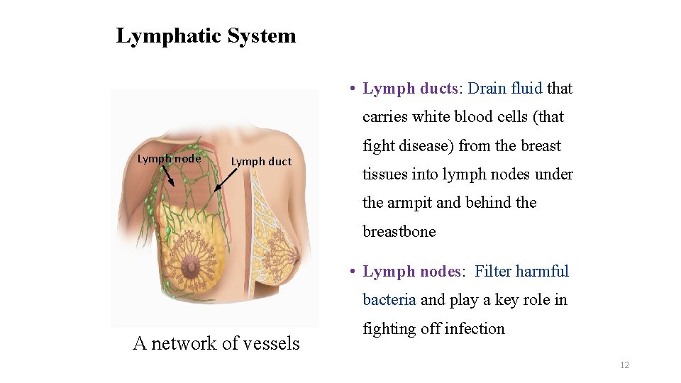 Lymphatic System • Lymph ducts: Drain fluid that carries white blood cells (that Lymph