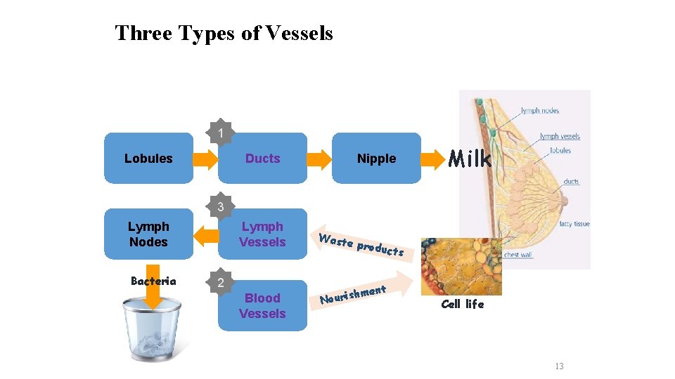 Three Types of Vessels 1 Lobules Ducts Nipple Milk 3 Lymph Nodes Bacteria Lymph