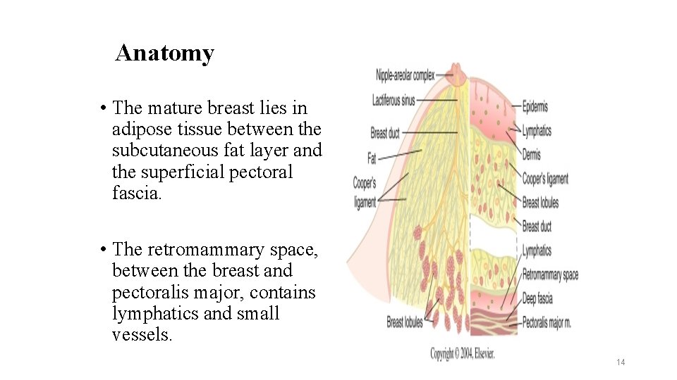 Anatomy • The mature breast lies in adipose tissue between the subcutaneous fat layer