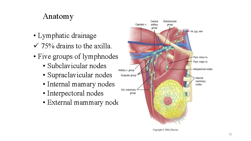 Anatomy • Lymphatic drainage ü 75% drains to the axilla. • Five groups of