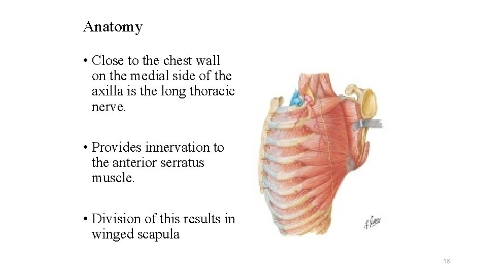 Anatomy • Close to the chest wall on the medial side of the axilla