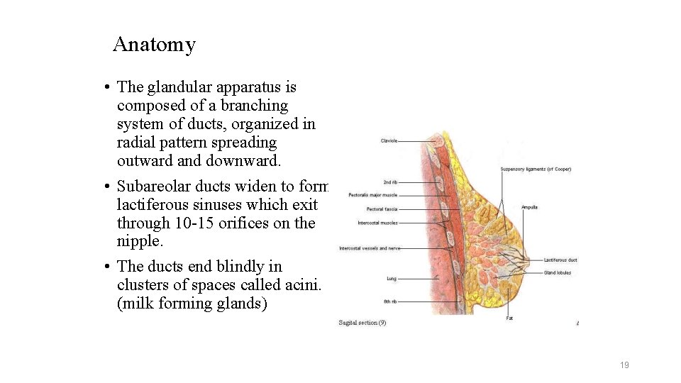 Anatomy • The glandular apparatus is composed of a branching system of ducts, organized