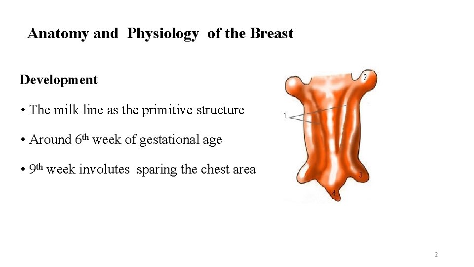 Anatomy and Physiology of the Breast Development • The milk line as the primitive