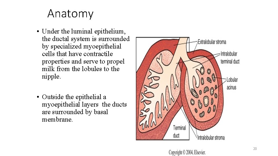 Anatomy • Under the luminal epithelium, the ductal system is surrounded by specialized myoepithelial