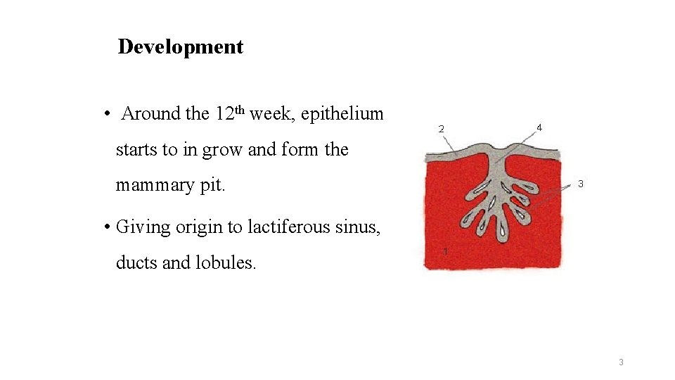 Development • Around the 12 th week, epithelium starts to in grow and form
