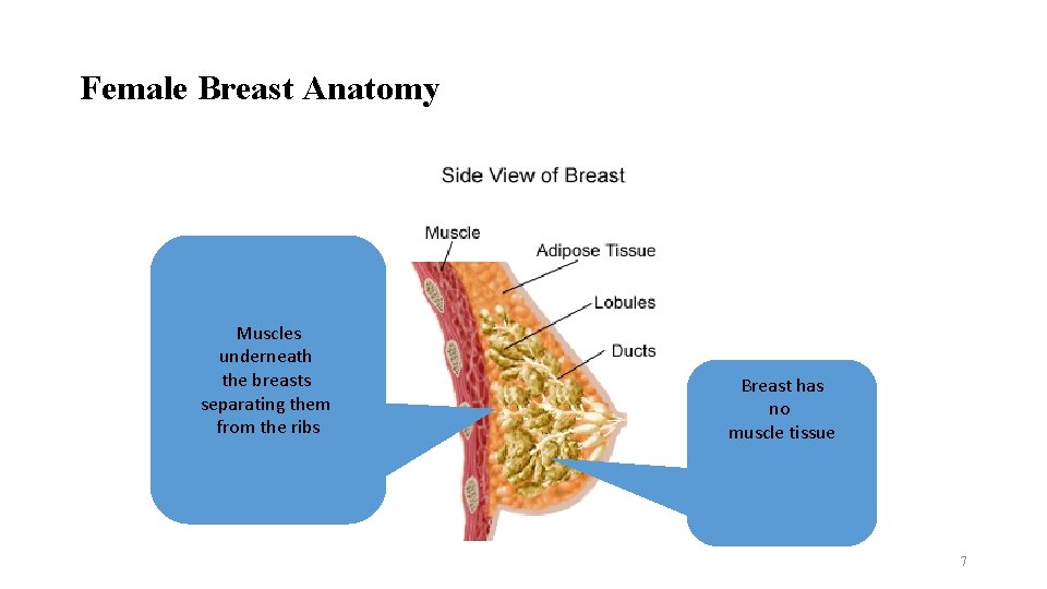 Female Breast Anatomy Muscles underneath the breasts separating them from the ribs Breast has