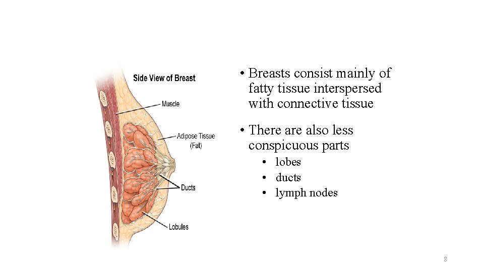  • Breasts consist mainly of fatty tissue interspersed with connective tissue • There