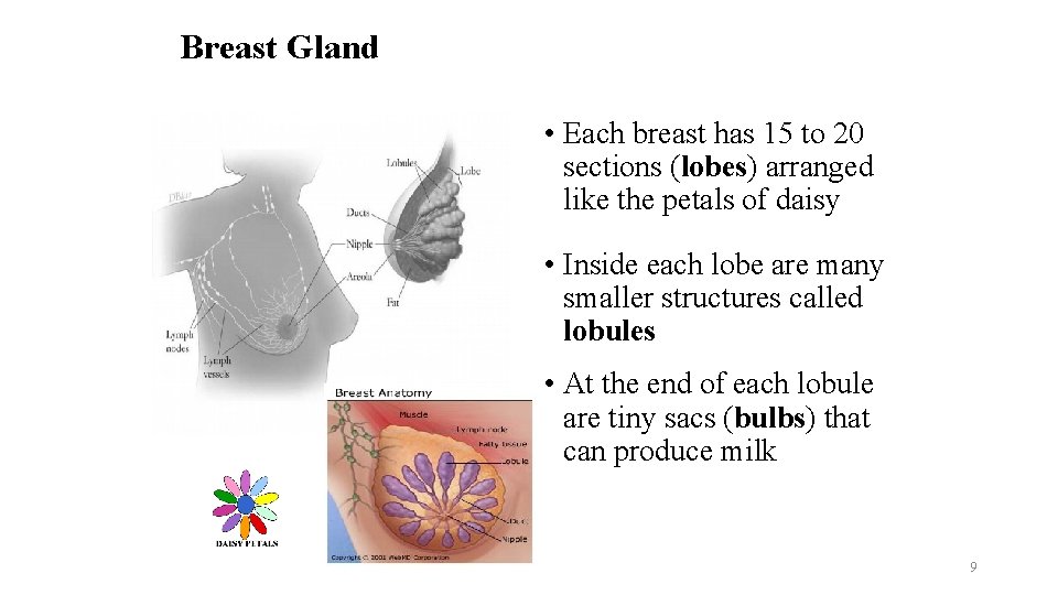 Breast Gland • Each breast has 15 to 20 sections (lobes) arranged like the