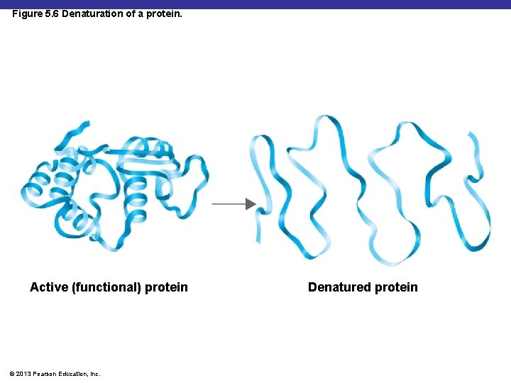 Figure 5. 6 Denaturation of a protein. Active (functional) protein © 2013 Pearson Education,