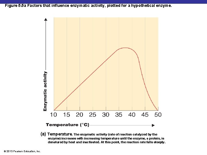 Figure 5. 5 a Factors that influence enzymatic activity, plotted for a hypothetical enzyme.