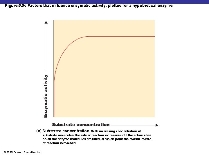 Figure 5. 5 c Factors that influence enzymatic activity, plotted for a hypothetical enzyme.