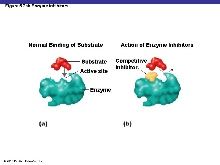 Figure 5. 7 ab Enzyme inhibitors. Normal Binding of Substrate Active site Enzyme ©