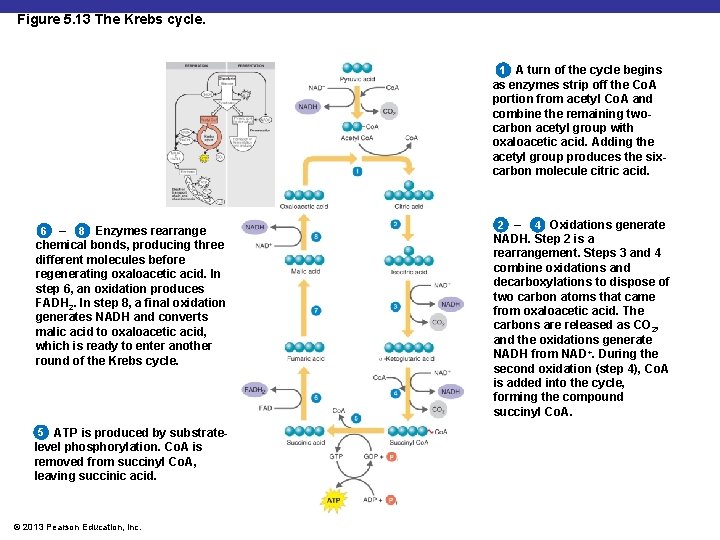 Figure 5. 13 The Krebs cycle. 1 A turn of the cycle begins as
