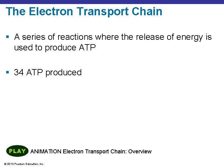 The Electron Transport Chain § A series of reactions where the release of energy