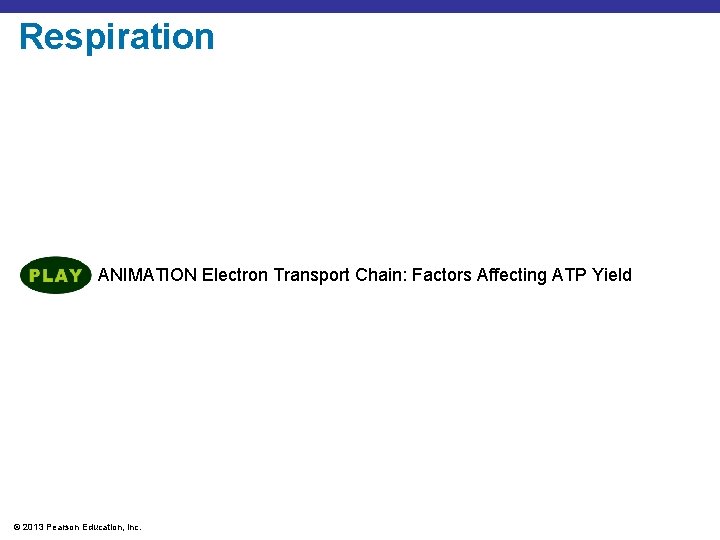Respiration ANIMATION Electron Transport Chain: Factors Affecting ATP Yield © 2013 Pearson Education, Inc.