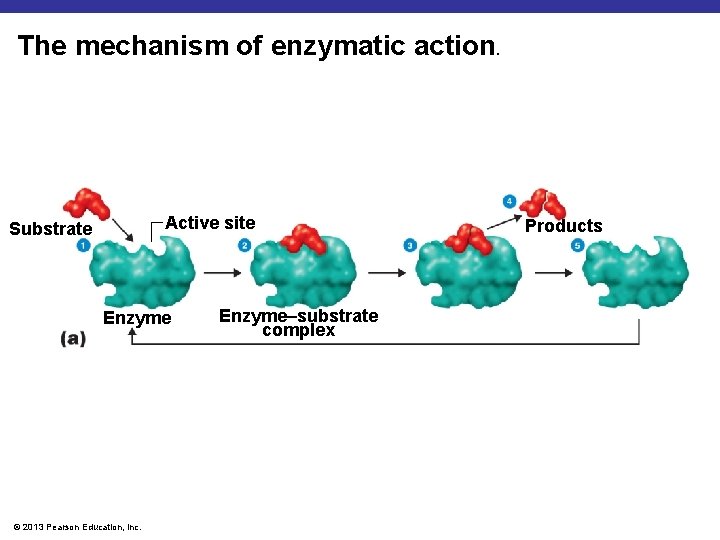The mechanism of enzymatic action. Active site Substrate Enzyme © 2013 Pearson Education, Inc.
