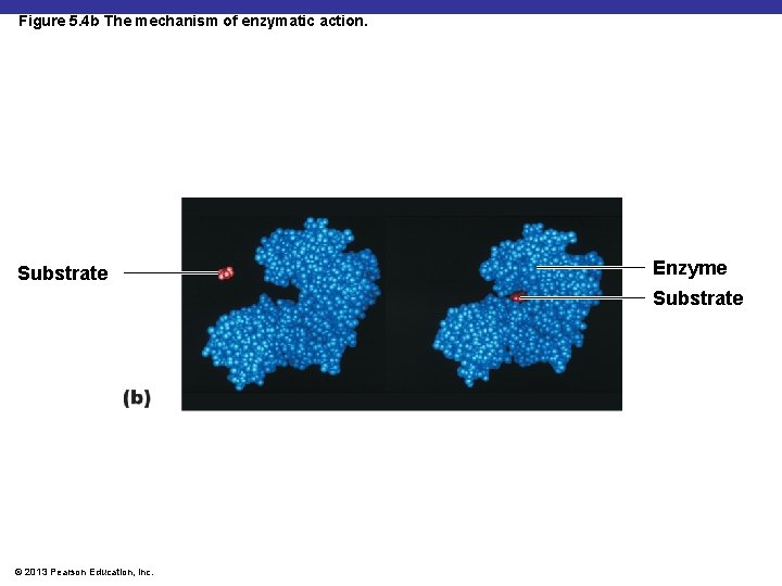 Figure 5. 4 b The mechanism of enzymatic action. Substrate Enzyme Substrate © 2013