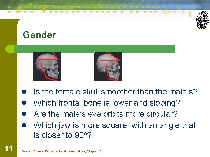 Gender l Is the female skull smoother than the male’s? l Which frontal bone