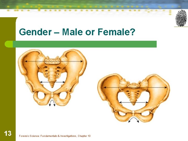Gender – Male or Female? 13 Forensic Science: Fundamentals & Investigations, Chapter 13 