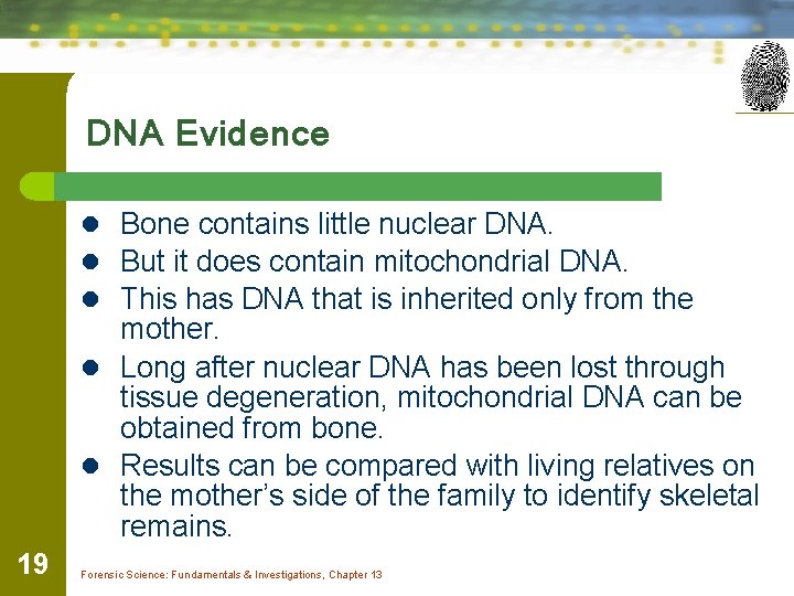 DNA Evidence l Bone contains little nuclear DNA. l But it does contain mitochondrial