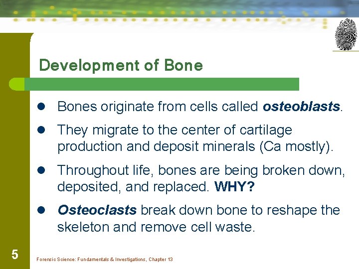 Development of Bone l Bones originate from cells called osteoblasts. l They migrate to