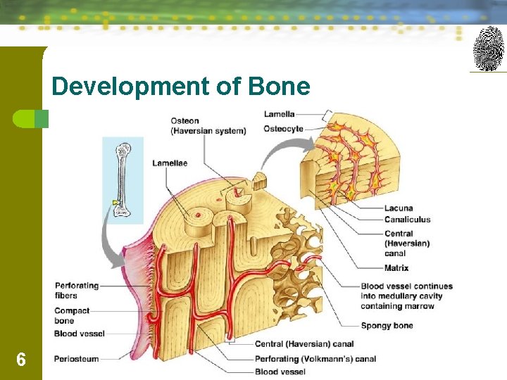 Development of Bone 6 Forensic Science: Fundamentals & Investigations, Chapter 13 